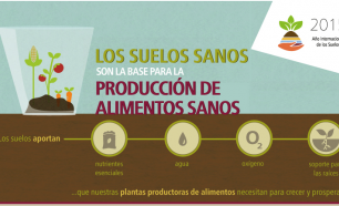 Los suelos sanos son la base para la producción de alimentos saludables