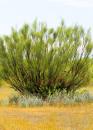 El suelo, la mitad oculta del ecosistema. Francisco Pugnaire